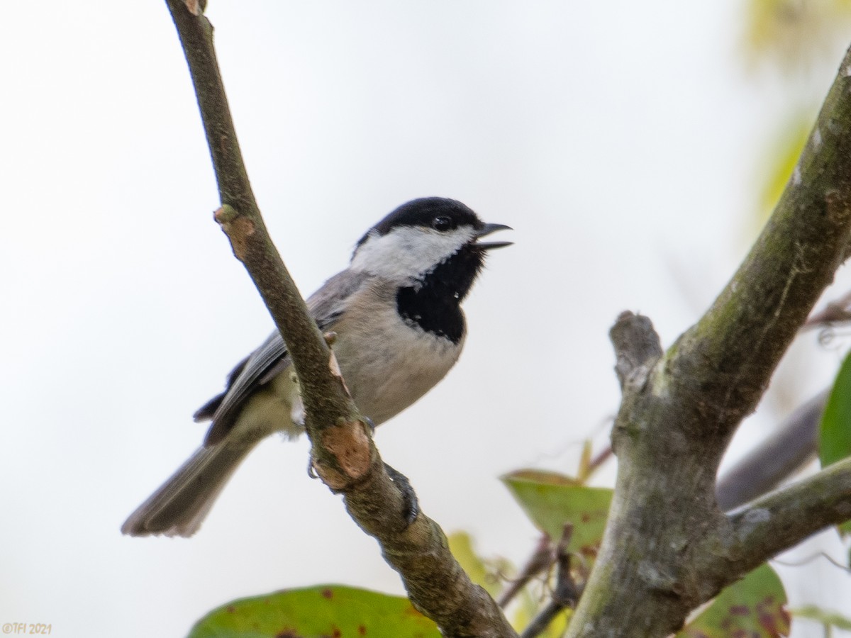 Carolina Chickadee - T I