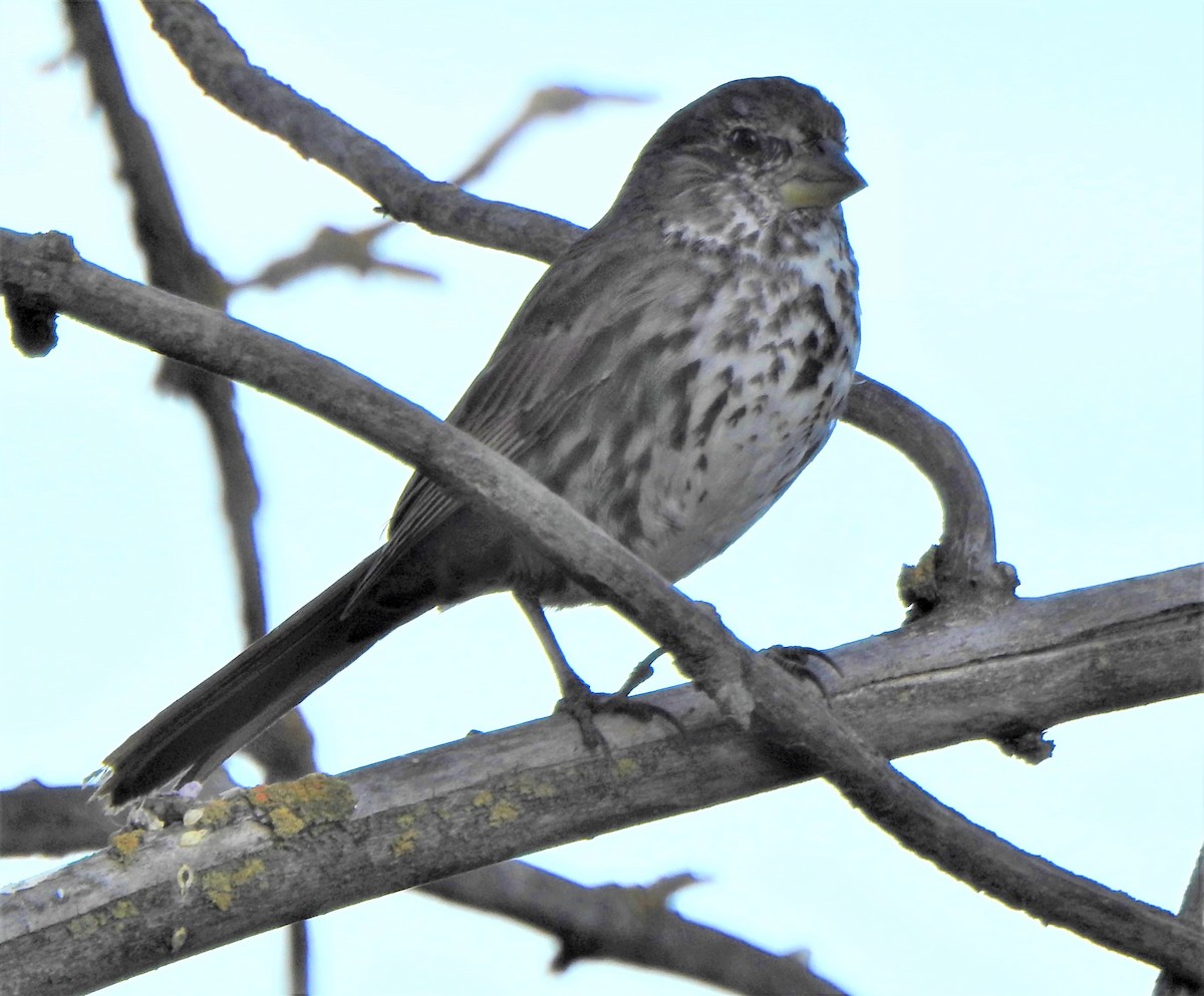 Fox Sparrow - ML322707041