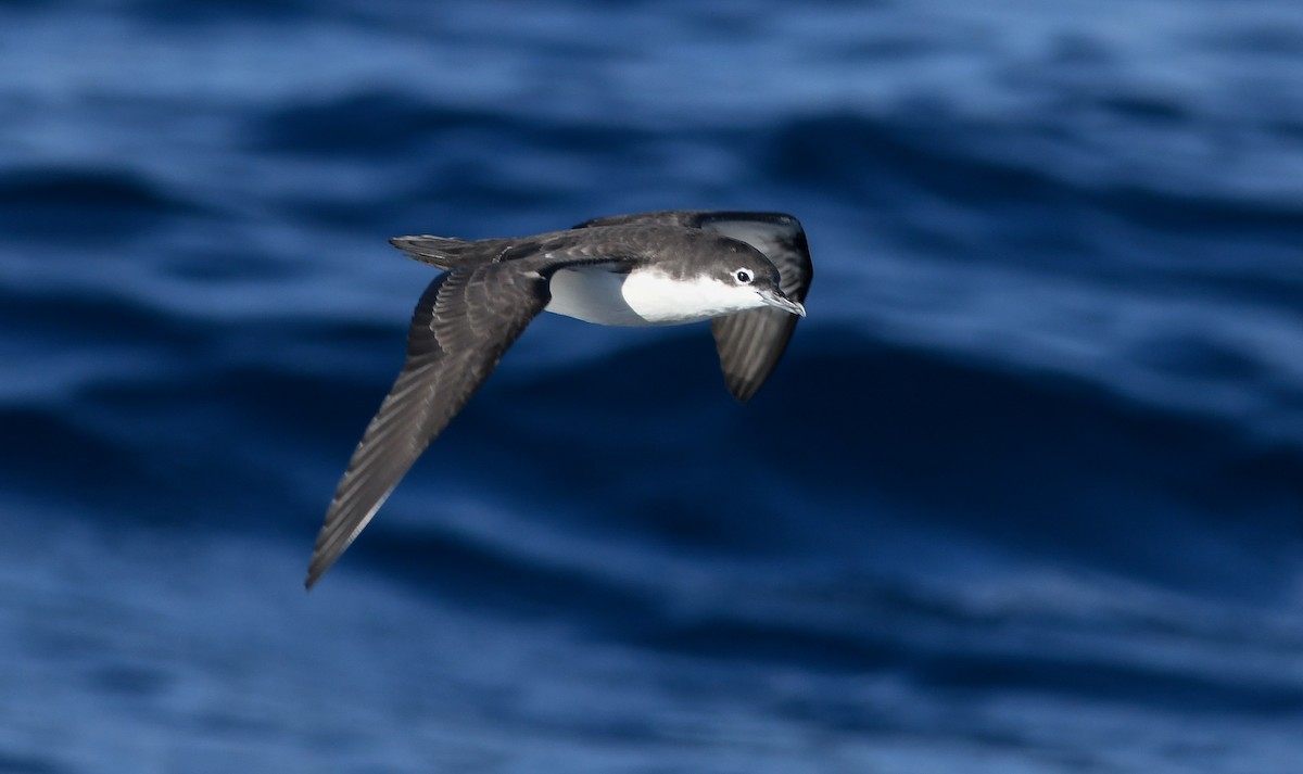 Galapagos Shearwater - ML322707121