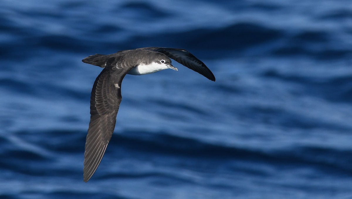 Galapagos Shearwater - ML322707181