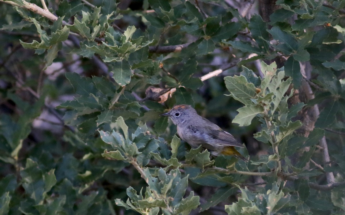 Colima Warbler - ML32270821