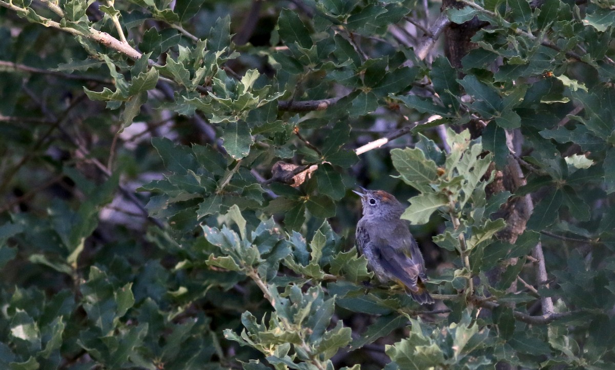 Colima Warbler - ML32270831