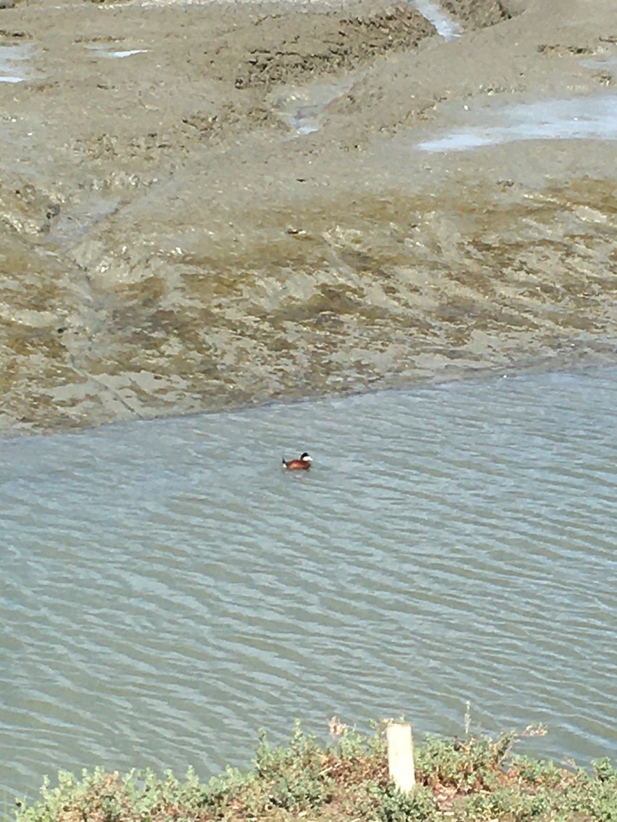 Ruddy Duck - ML322708661