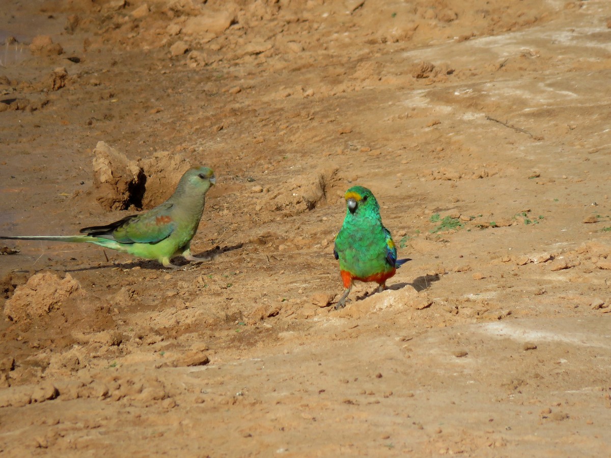 Mulga Parrot - ML322709241