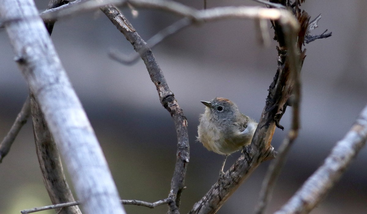 Colima Warbler - ML32271001