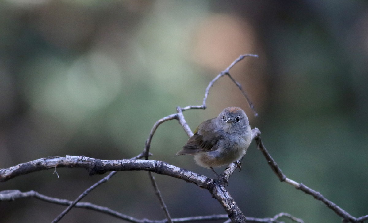 Colima Warbler - ML32271021