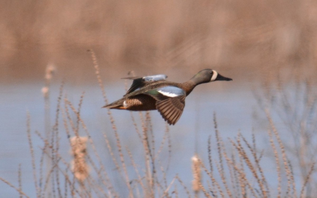 Blue-winged Teal - ML322710231