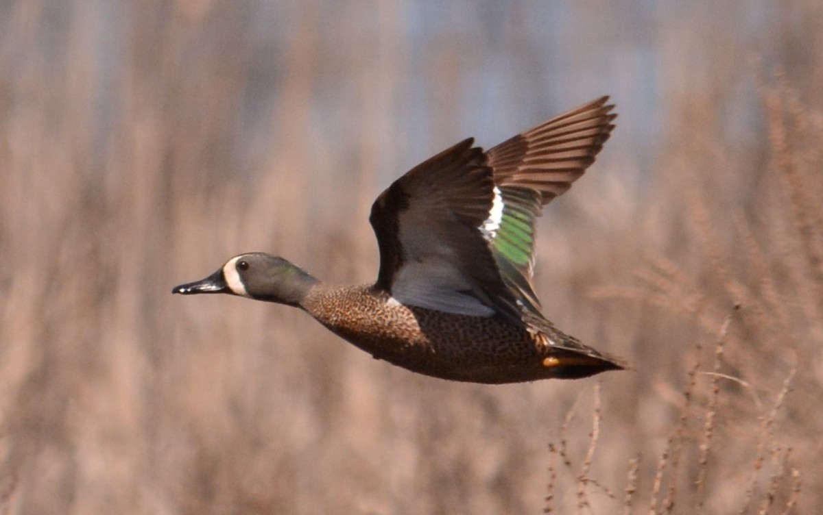 Blue-winged Teal - ML322710261