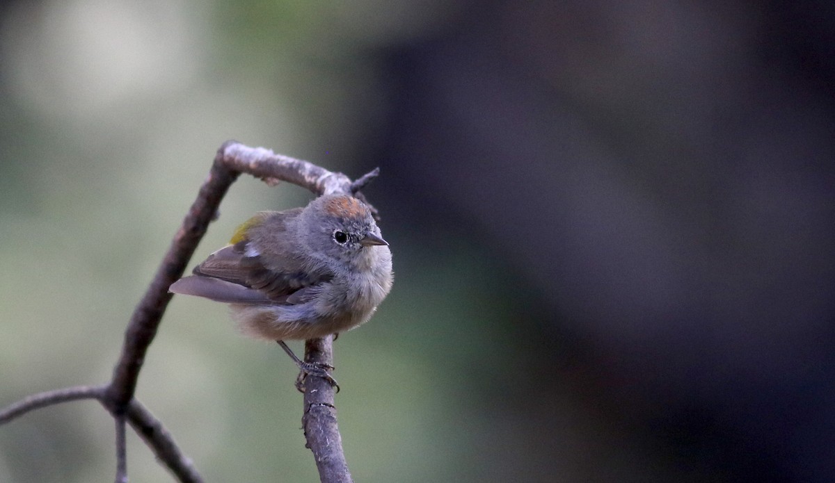 Colima Warbler - Jay McGowan