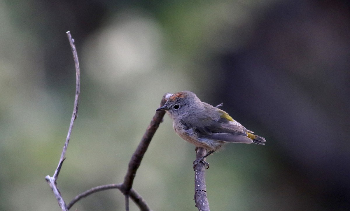 Colima Warbler - ML32271041