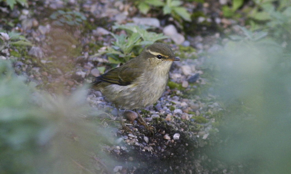 Arctic Warbler - Brian Sullivan