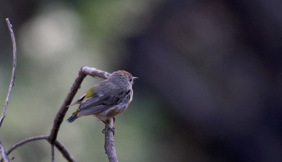 Colima Warbler - ML32271111