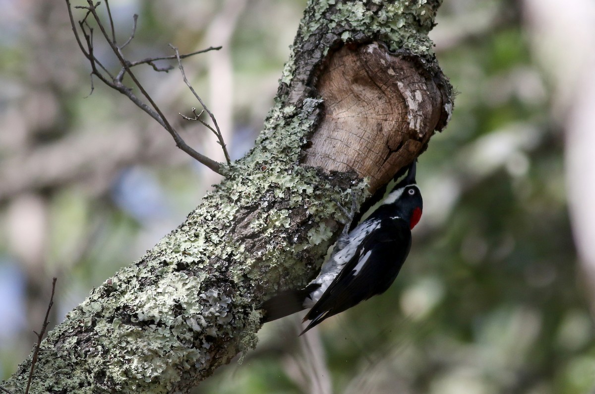 Acorn Woodpecker - Jay McGowan