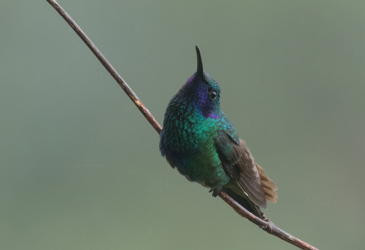 kolibřík modrolící - ML322713701