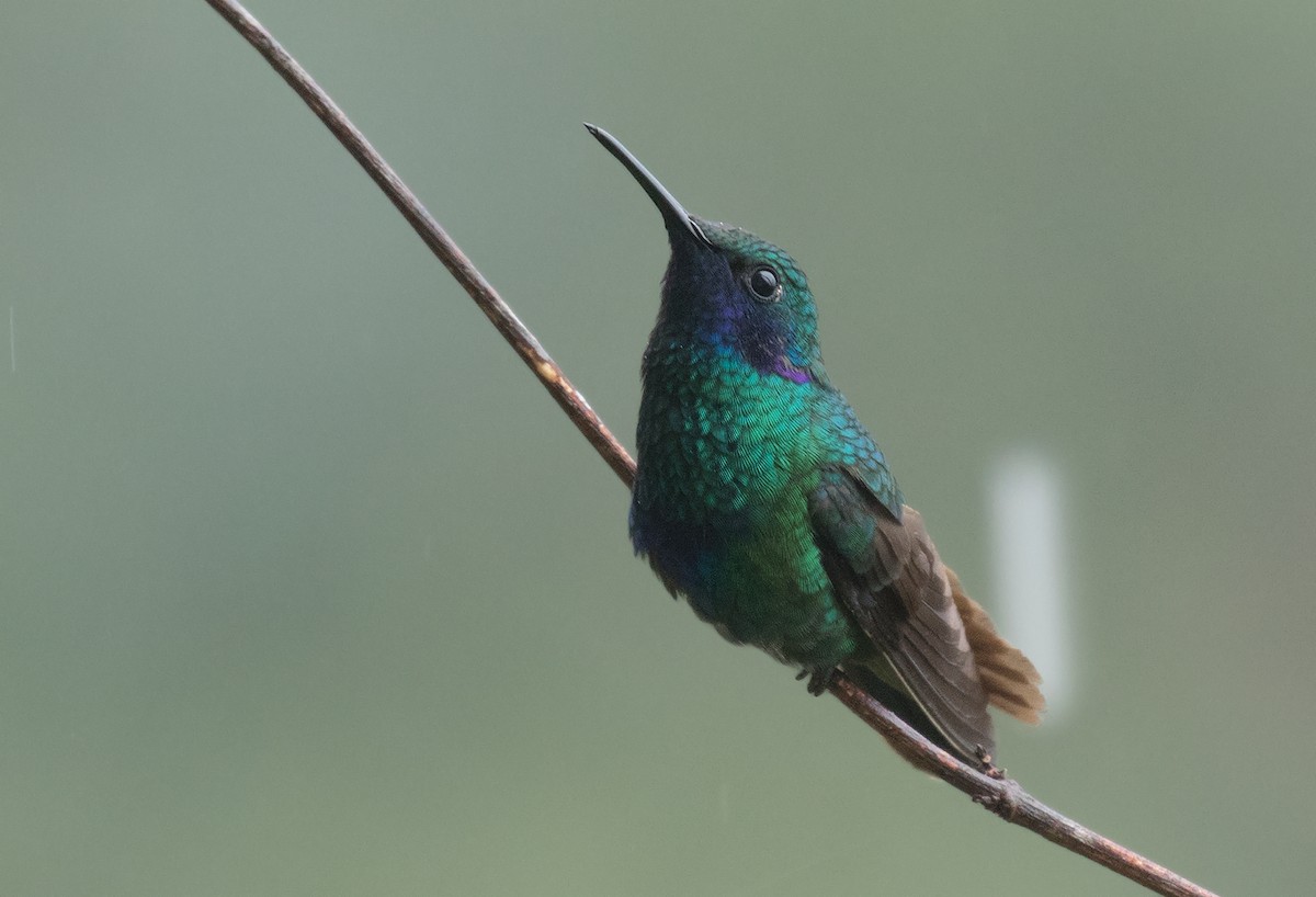 kolibřík modrolící - ML322713711