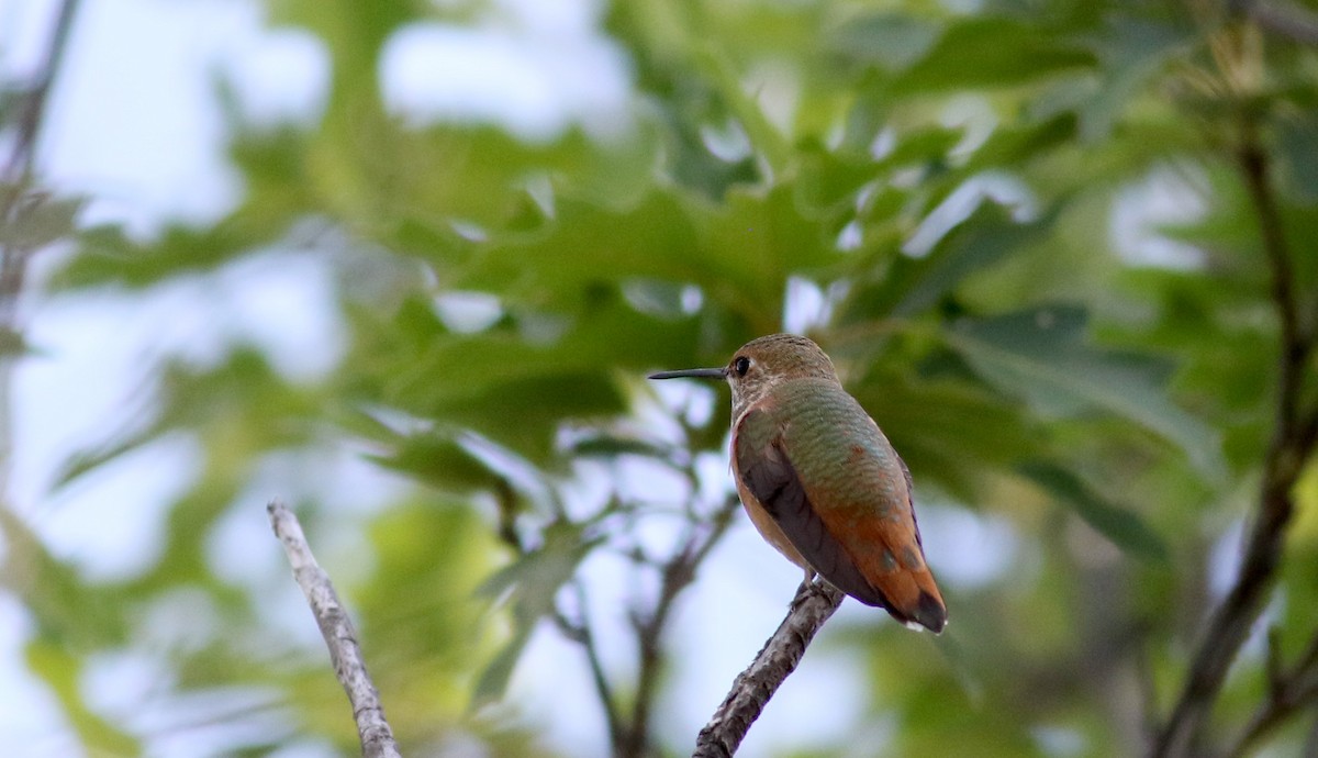 Rufous Hummingbird - ML32271441