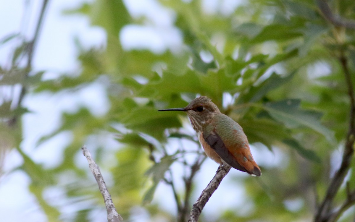 Rufous Hummingbird - ML32271451