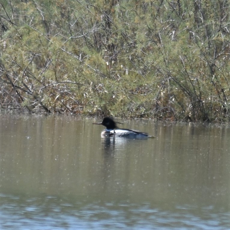 Red-breasted Merganser - ML322715911