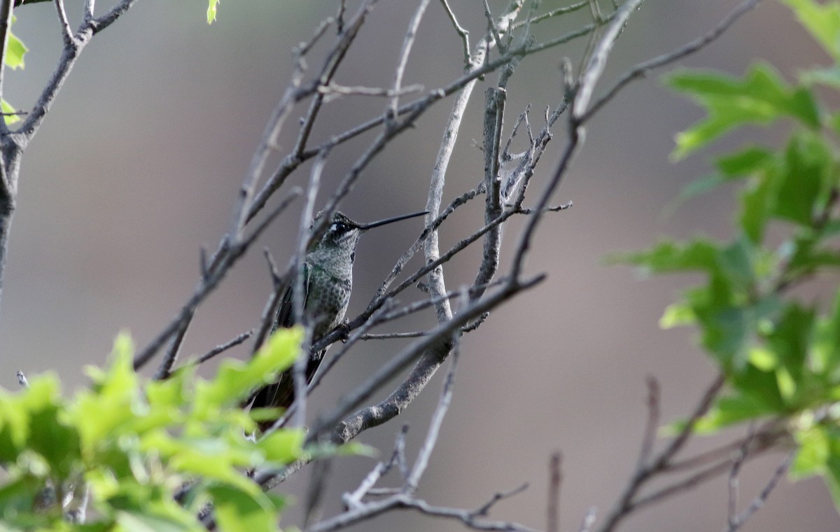 Rivoli's Hummingbird - ML32271601