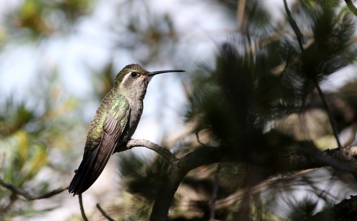 Blue-throated Mountain-gem - Jay McGowan