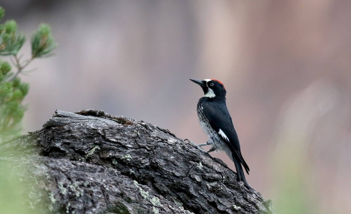 Acorn Woodpecker - ML32271921