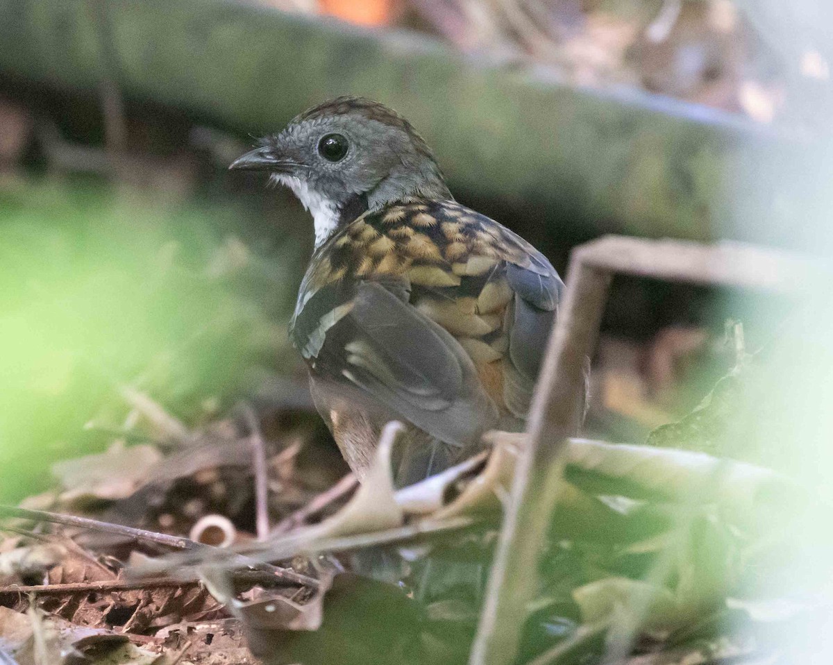 Australian Logrunner - ML322719341