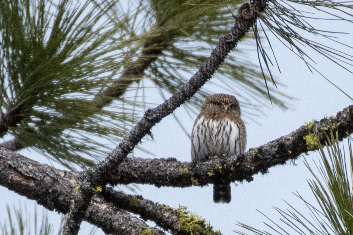 Northern Pygmy-Owl - Jan Gano