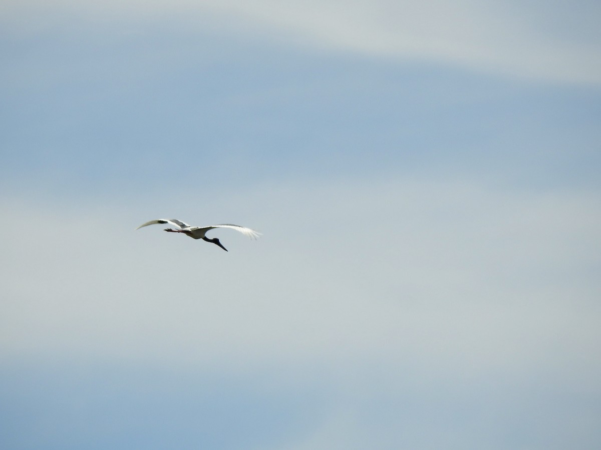 Black-necked Stork - ML322723331