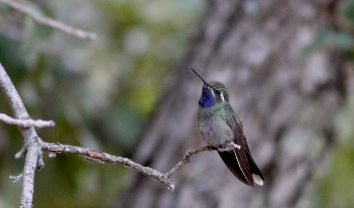 kolibřík blankytohrdlý - ML32272341