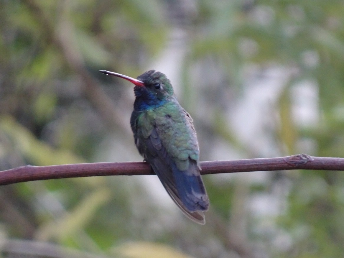 Broad-billed Hummingbird - ML322723571