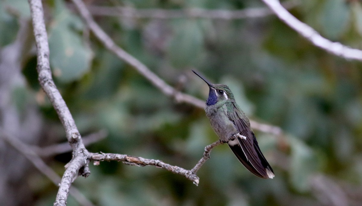 kolibřík blankytohrdlý - ML32272371