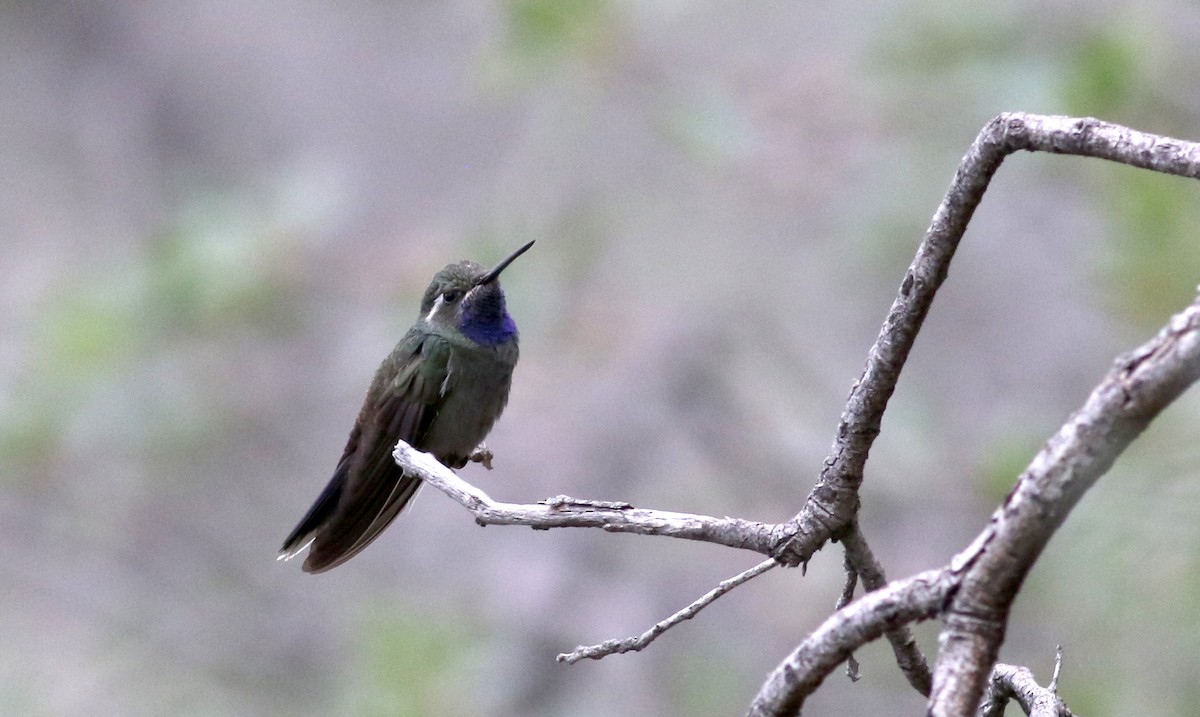 kolibřík blankytohrdlý - ML32272381
