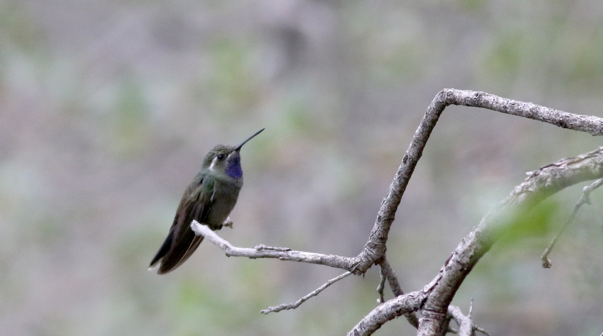 Blue-throated Mountain-gem - ML32272411