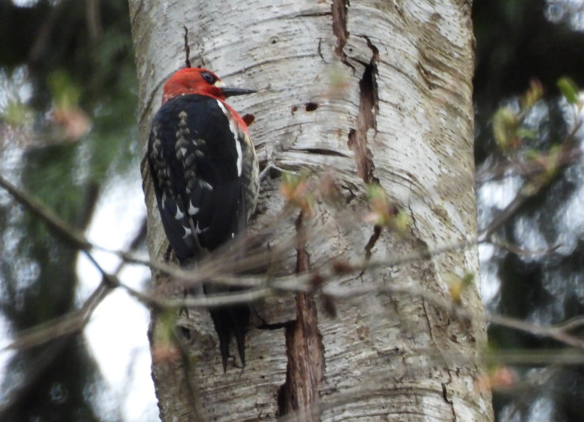 Red-breasted Sapsucker - ML322724971