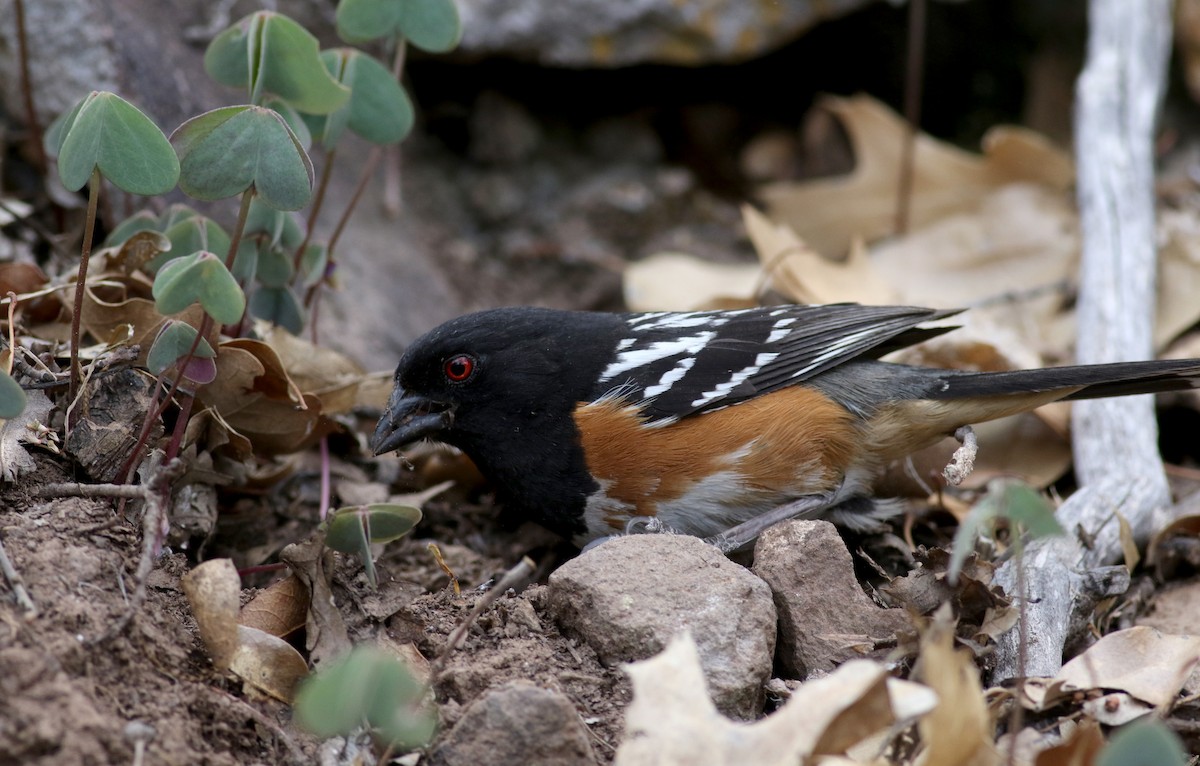 Spotted Towhee - ML32272531