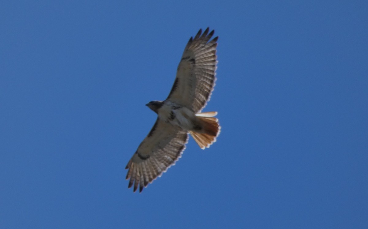 Red-tailed Hawk - ML322725451