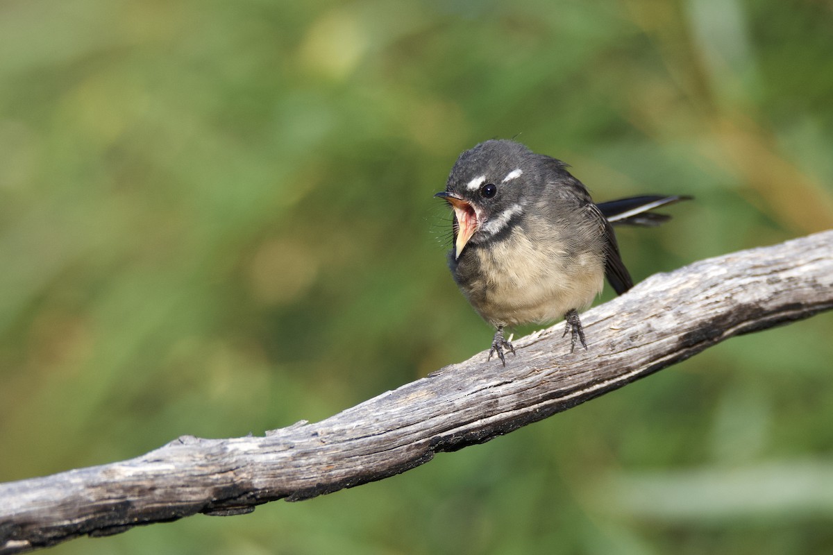 Gray Fantail - Peter Allen