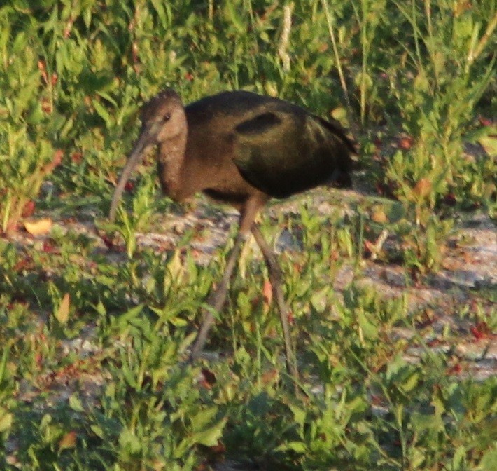 ibis americký - ML32272821