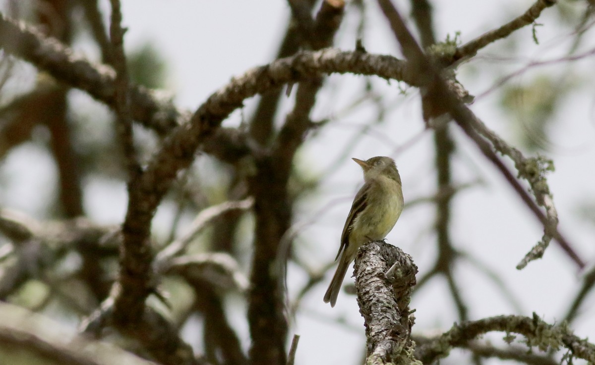 Western Flycatcher (Cordilleran) - ML32272831