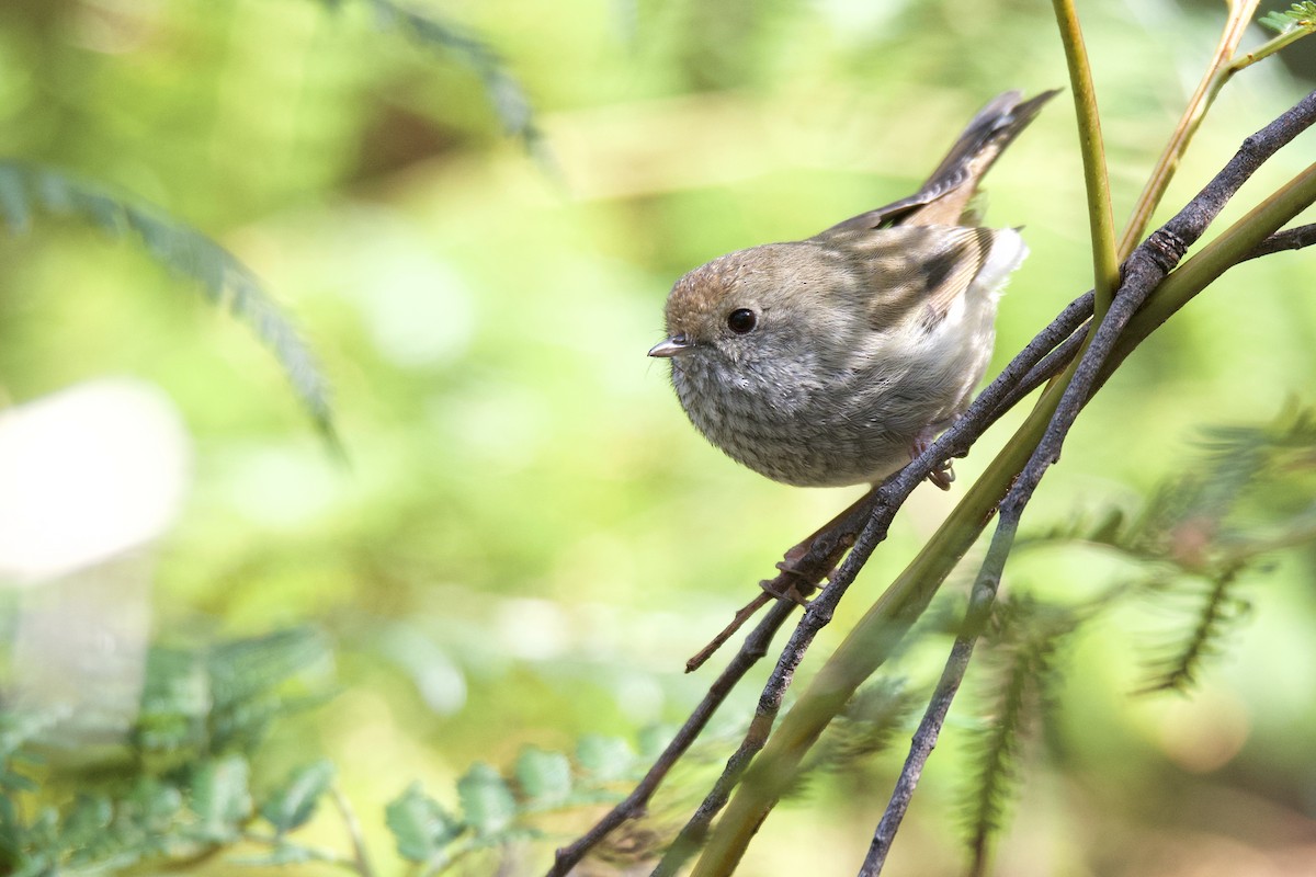 Tasmanian Thornbill - ML322728791