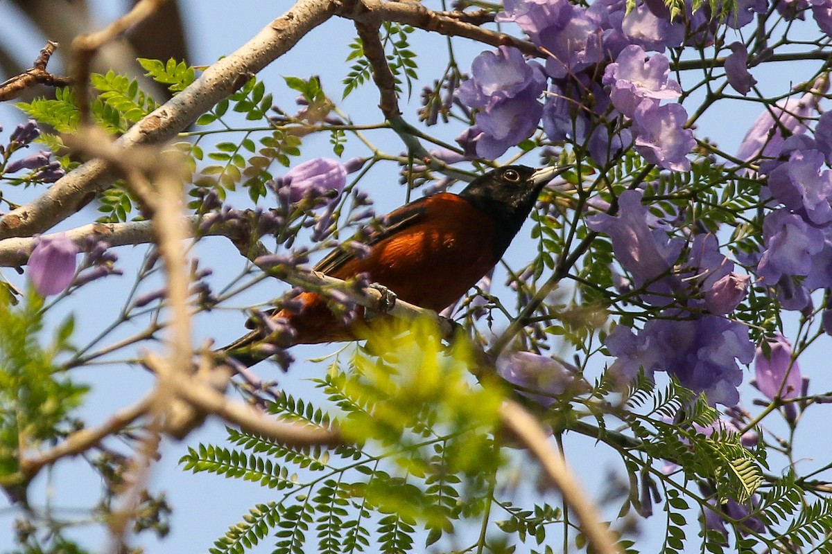 Orchard Oriole - ML322730471