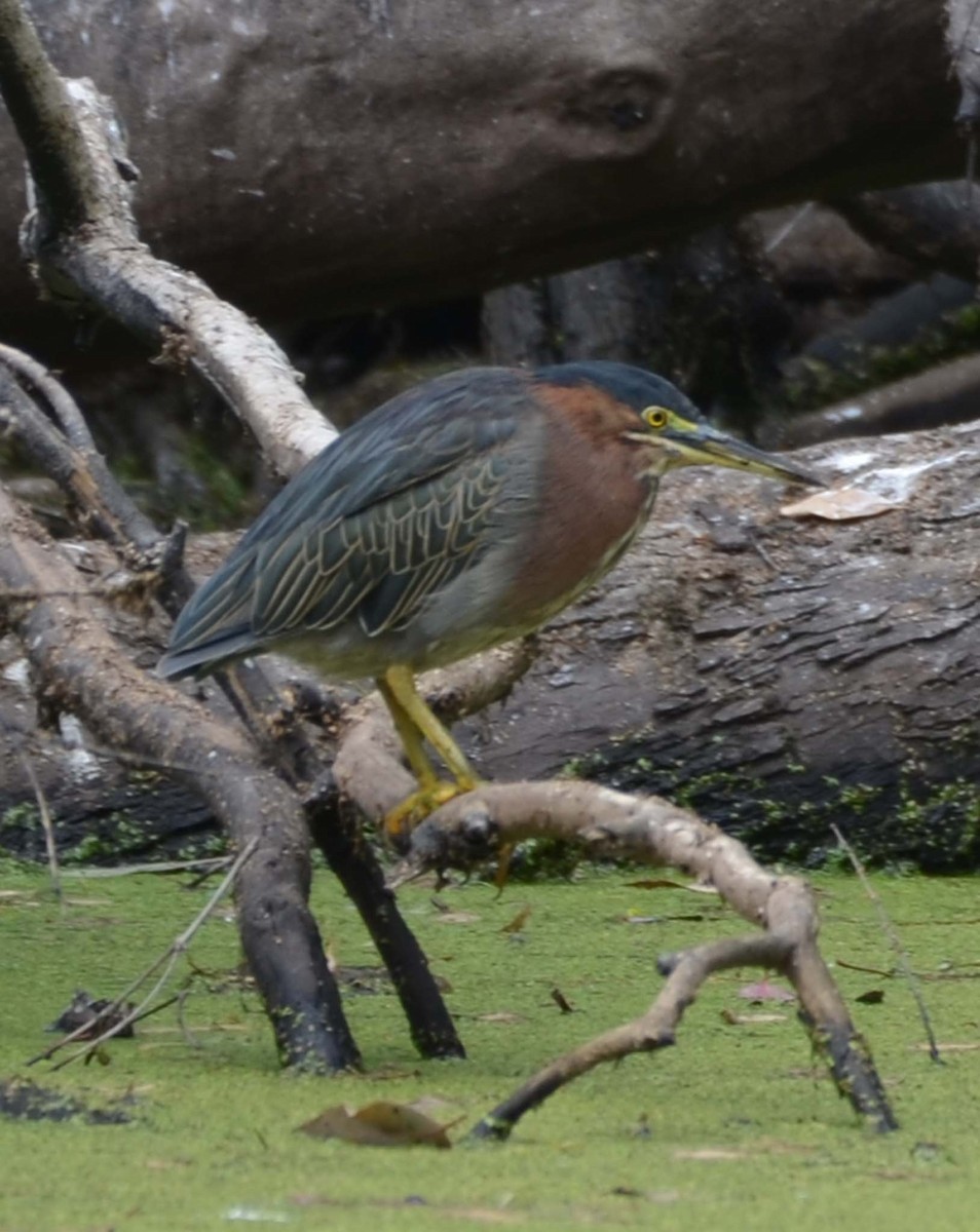 Green Heron - Tom Unsicker