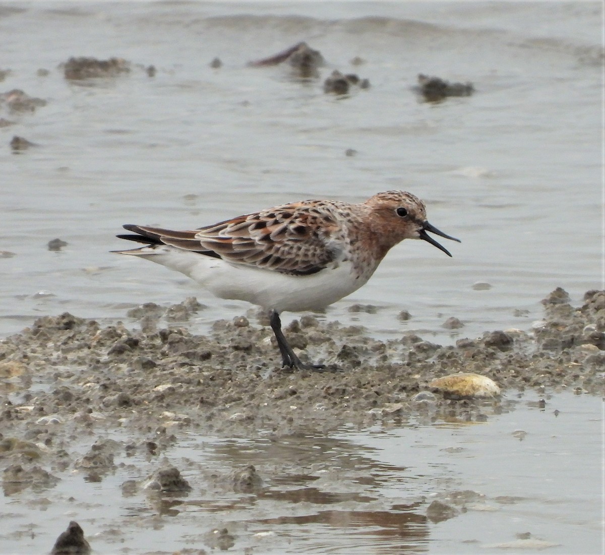 Red-necked Stint - Adrian Walsh