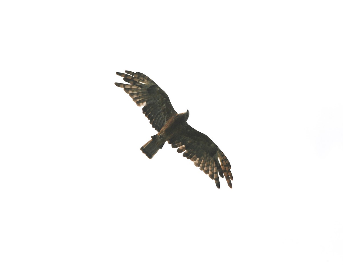 Square-tailed Kite - ML322733091