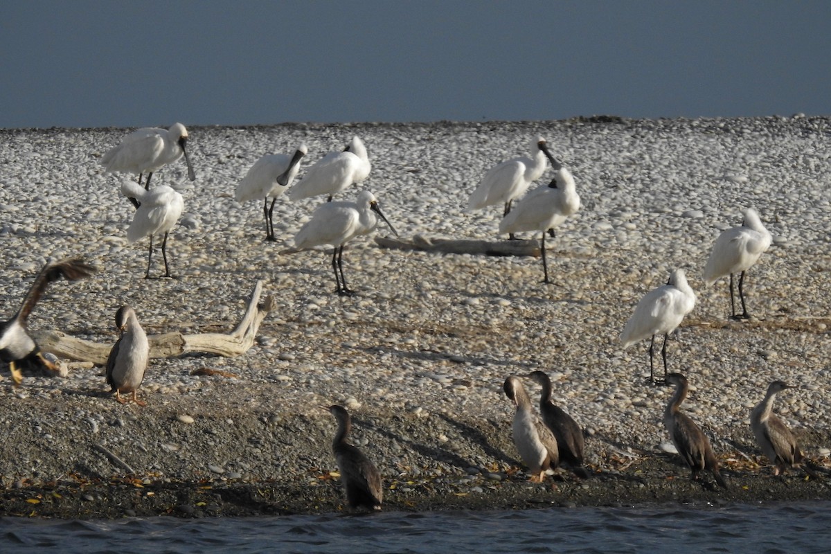 Royal Spoonbill - Don Geddes