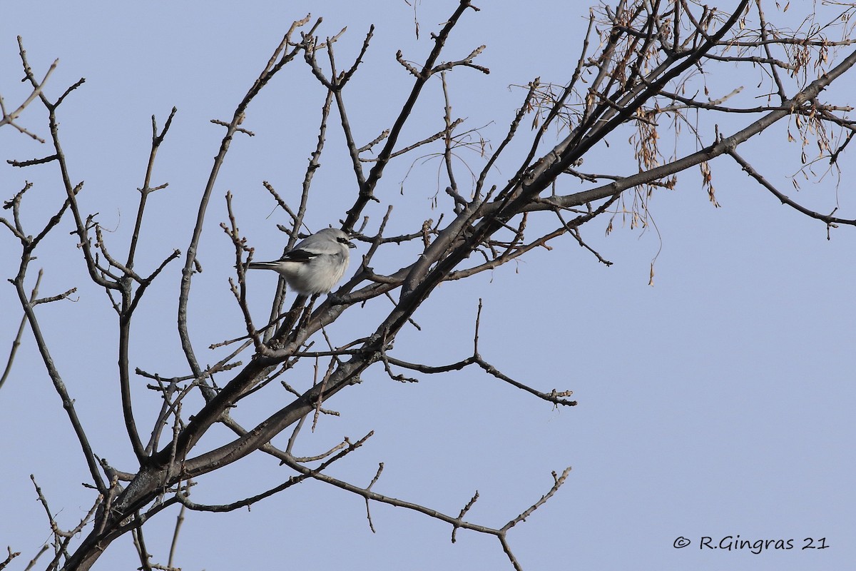 Northern Shrike - ML322733511