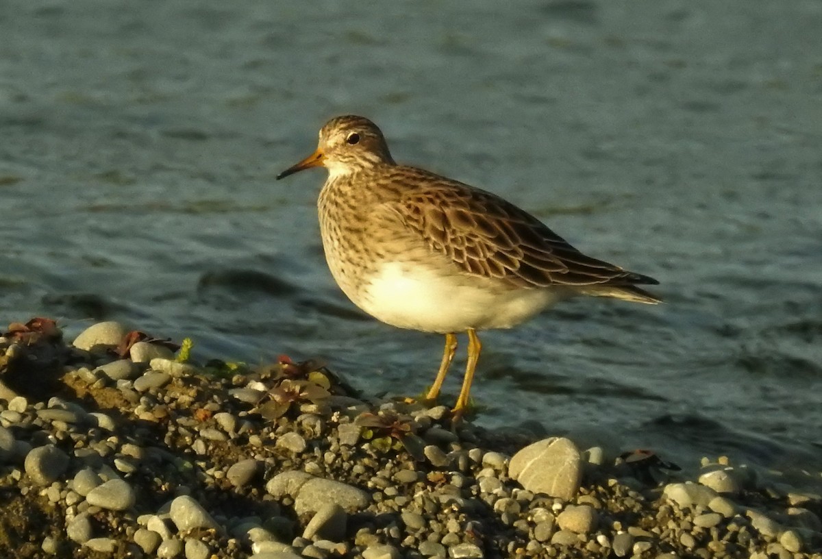 Bécasseau à poitrine cendrée - ML322733881