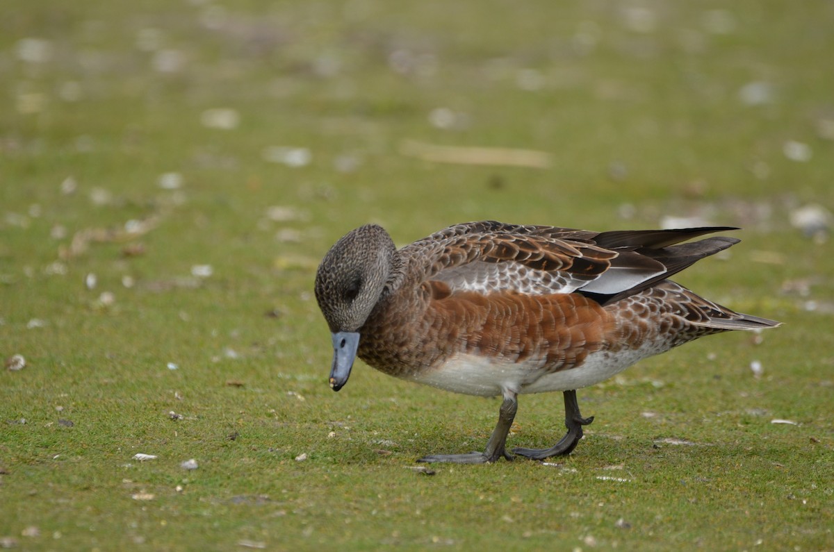 American Wigeon - Andrew Jacobs
