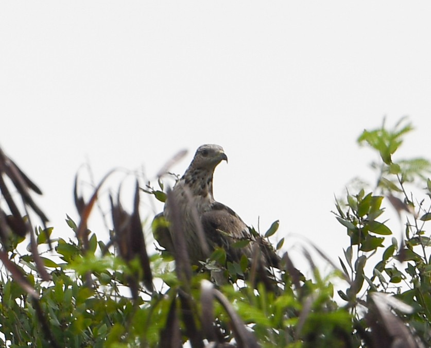 Oriental Honey-buzzard - ML322735531