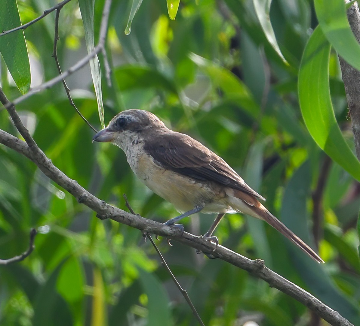 Brown Shrike - ML322735551